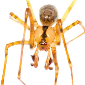 NesticidaeNesticus cellulanus