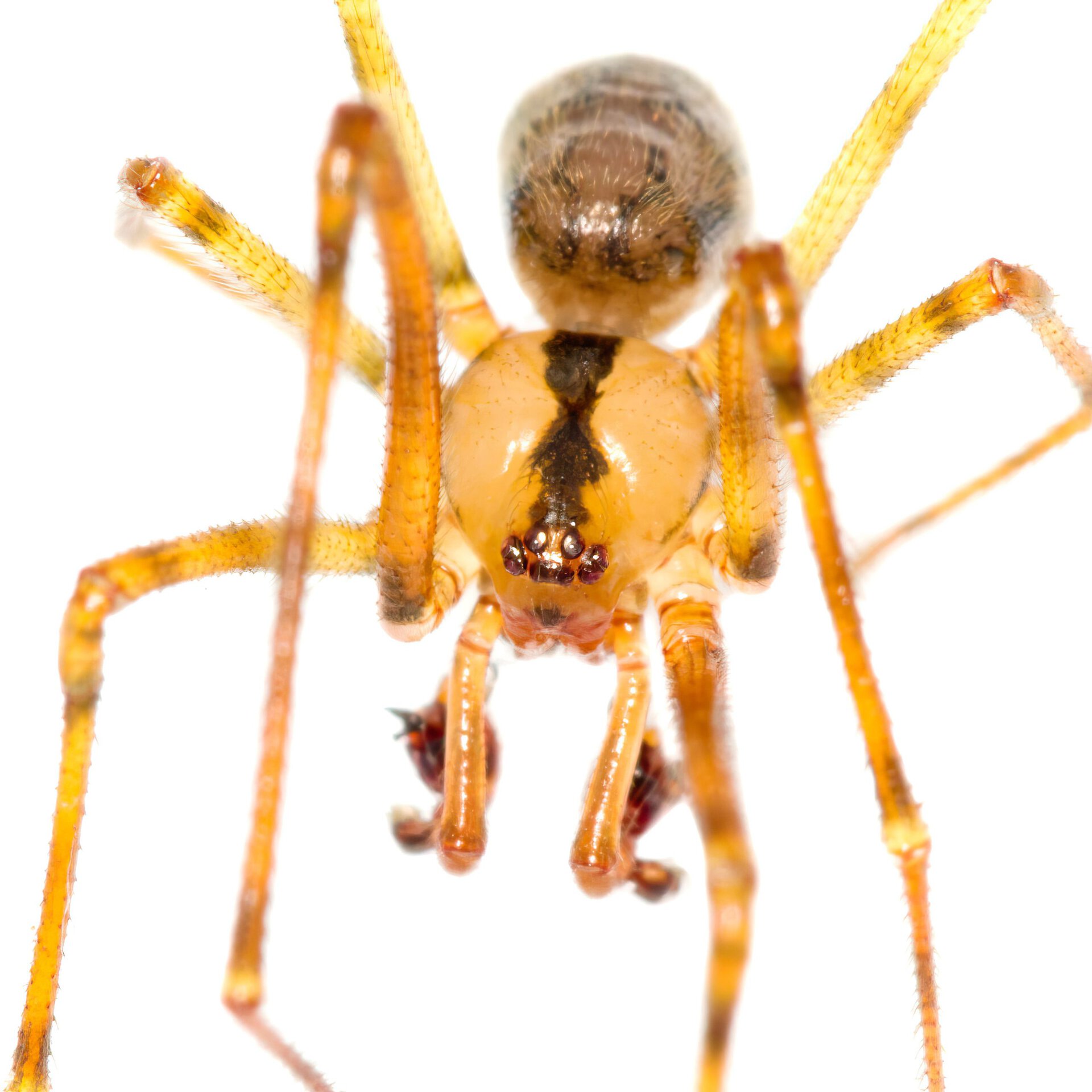 NesticidaeNesticus cellulanus