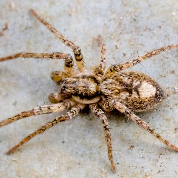 Anyphaena accentuata