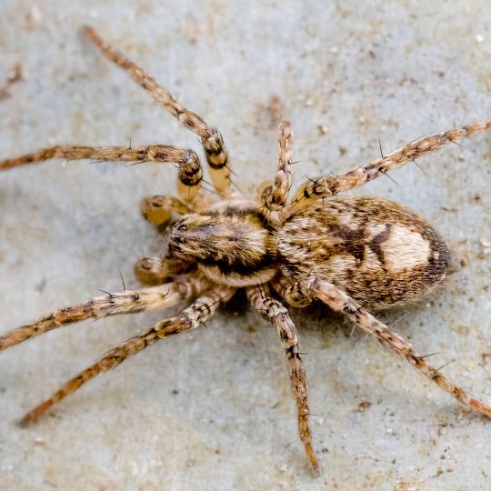 Anyphaena accentuata