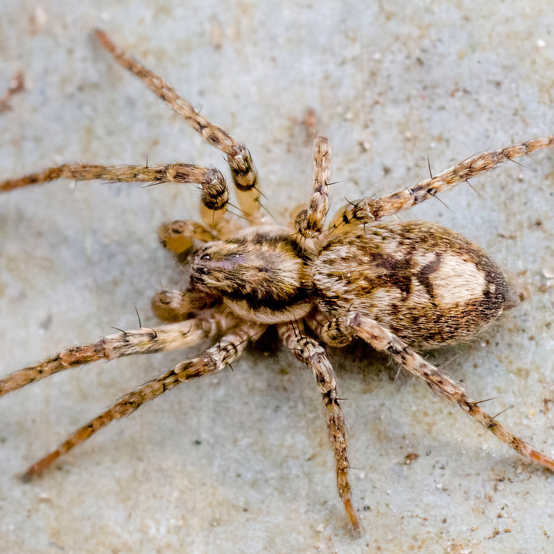 Anyphaena accentuata