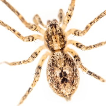 Anyphaena accentuata