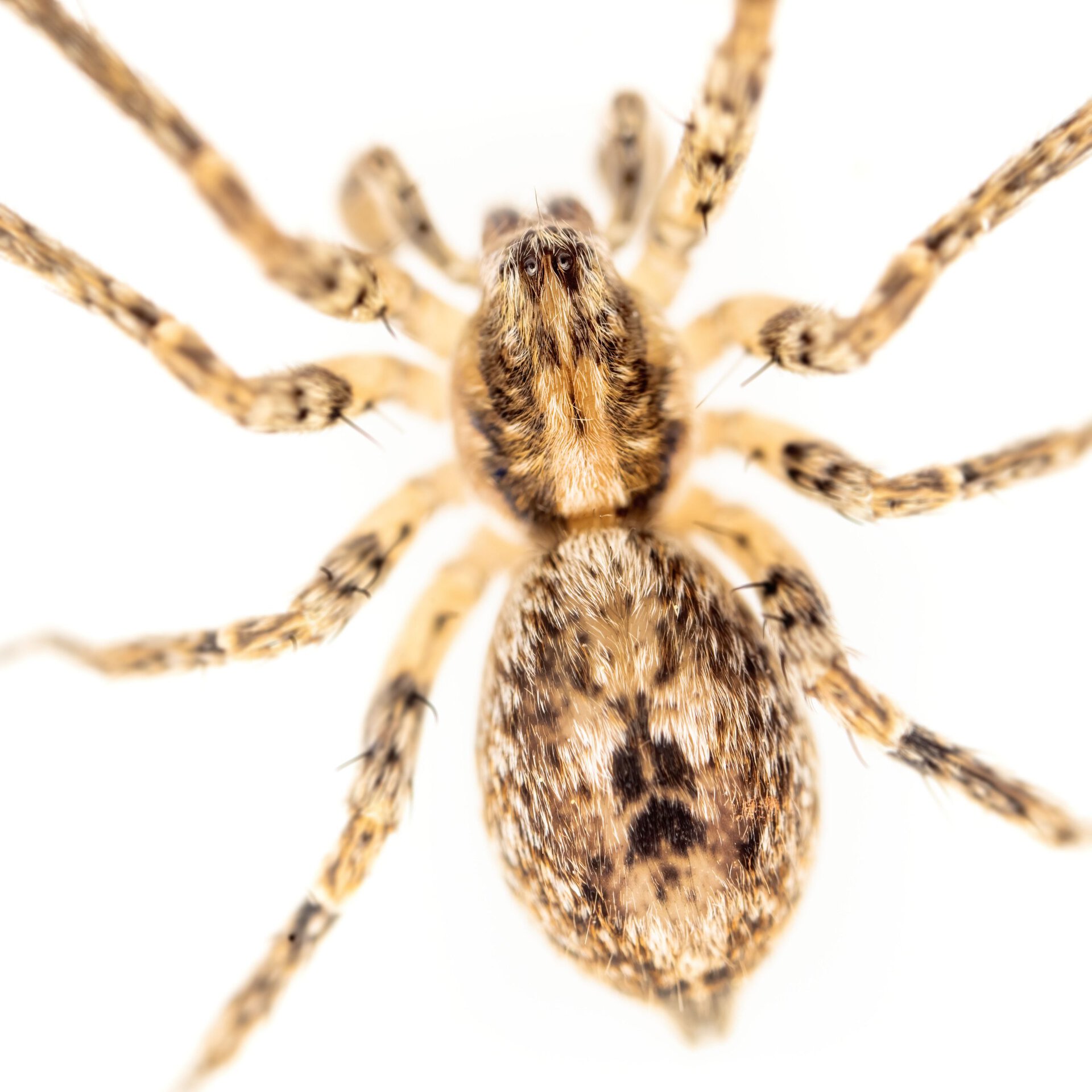 Anyphaena accentuata