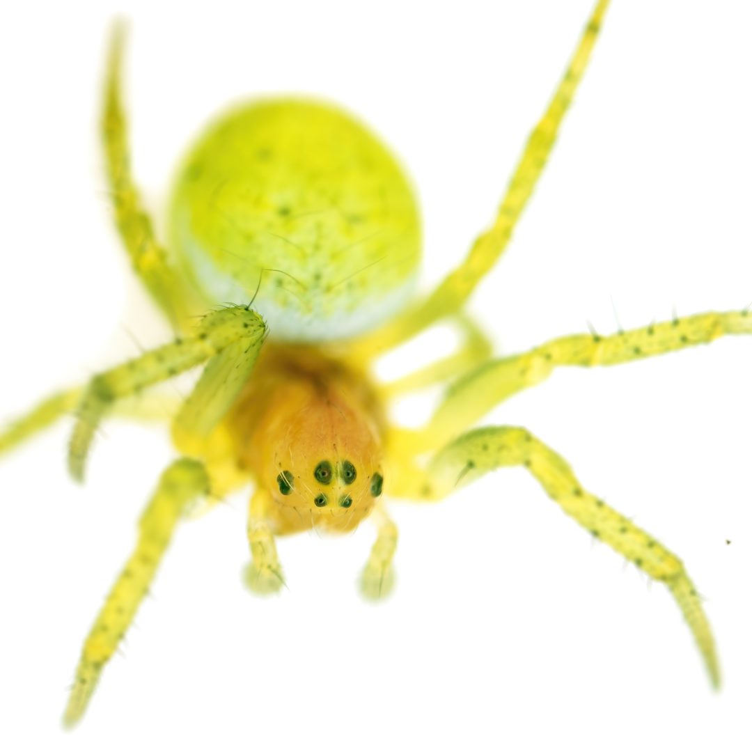 Araniella
