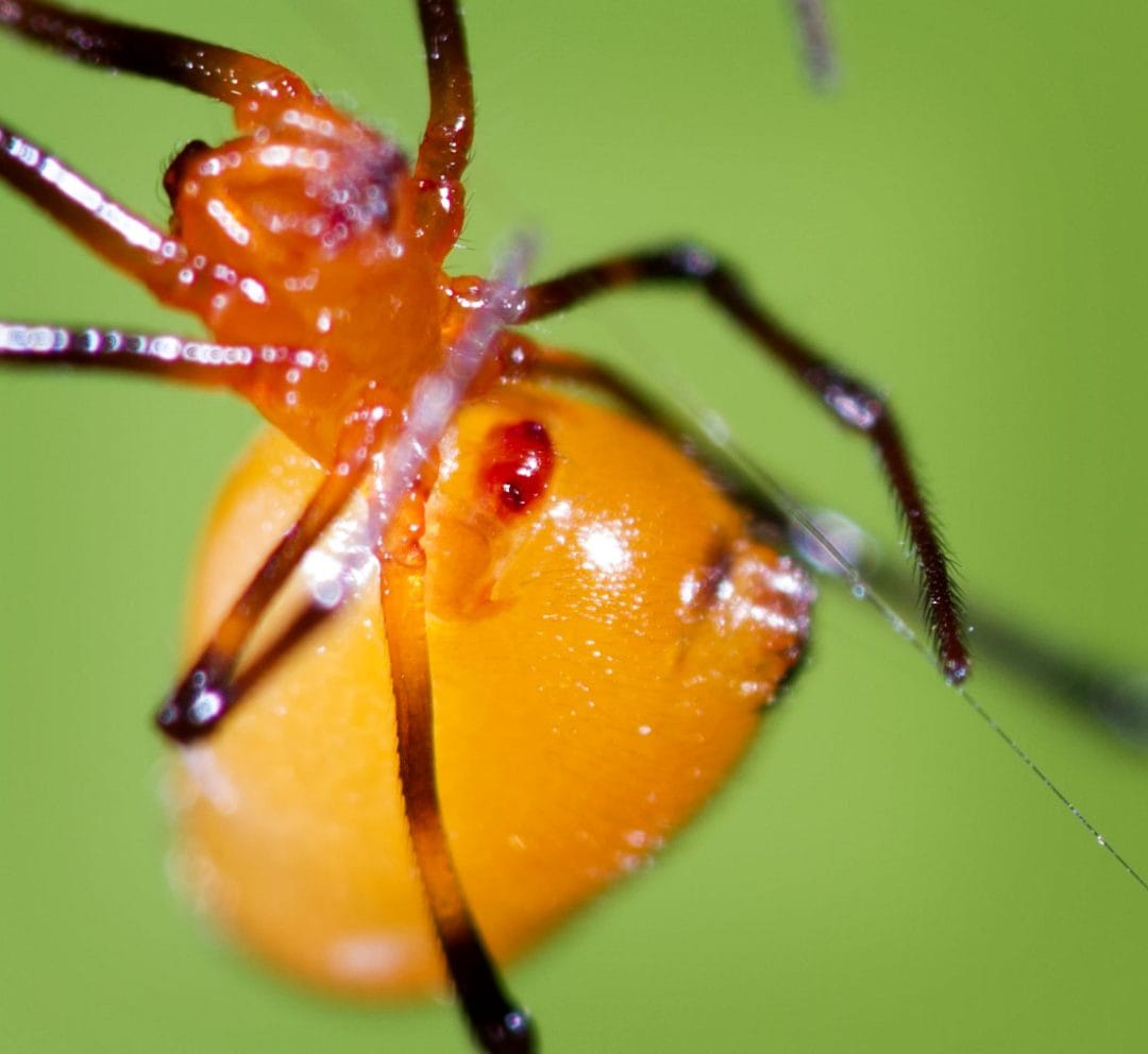 Argyrodes