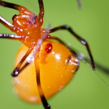 Argyrodes