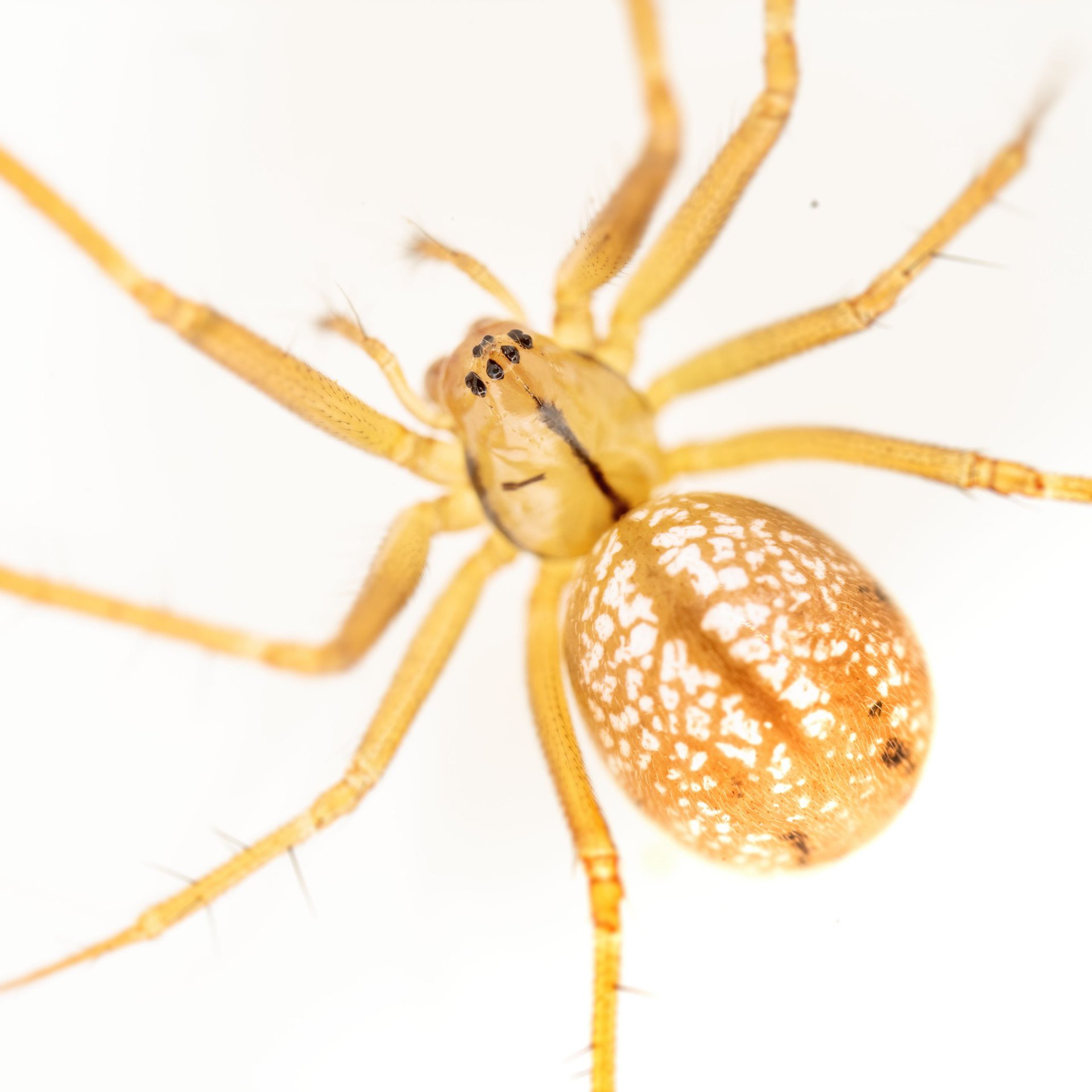 Bolyphantes alticeps