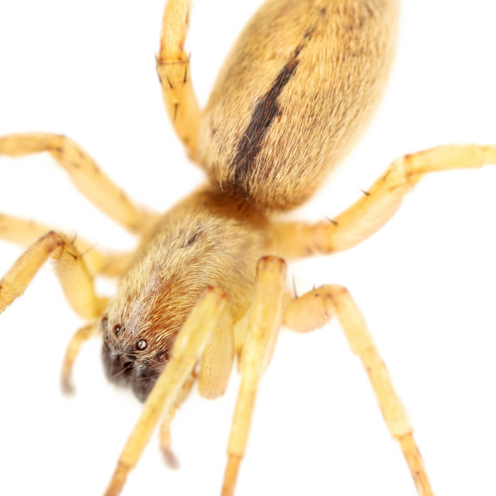 Clubiona cf subsultans 