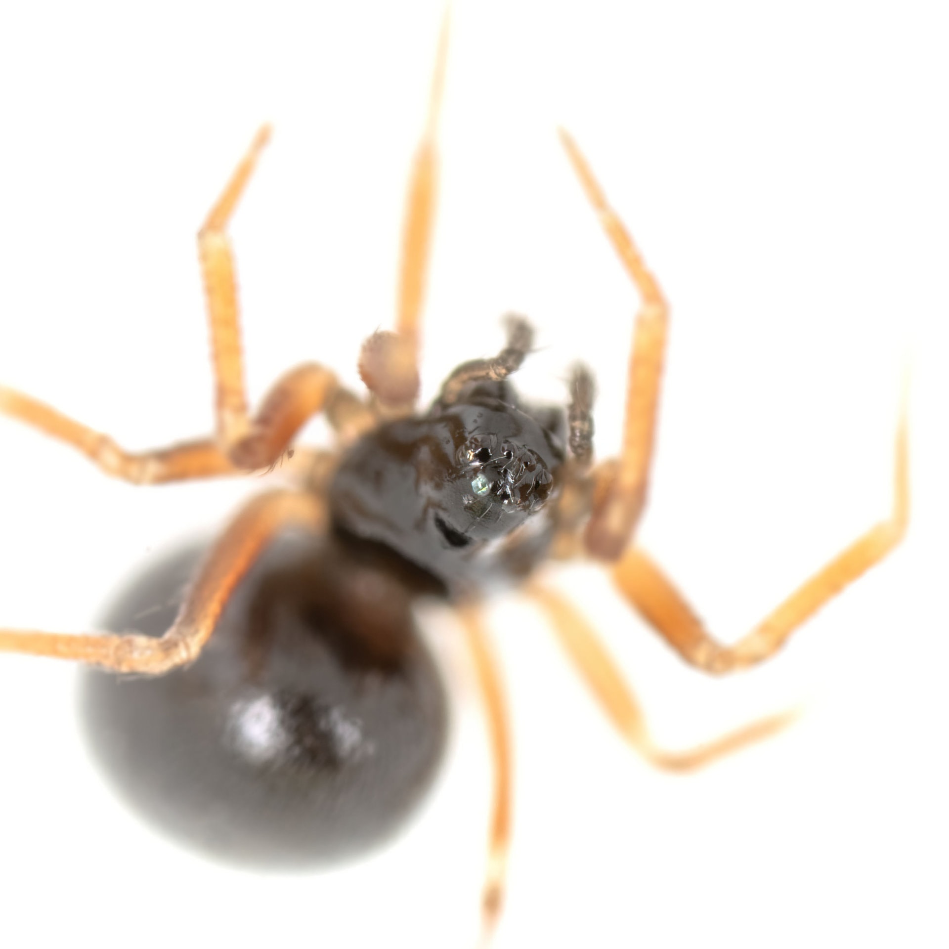 Diplocephalus picinus