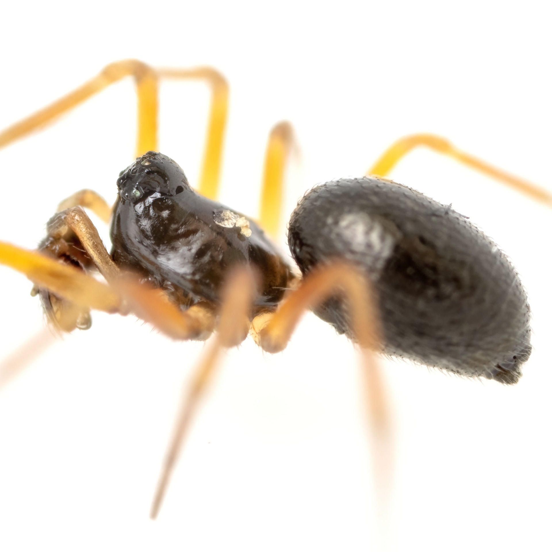 Entelecara congenera