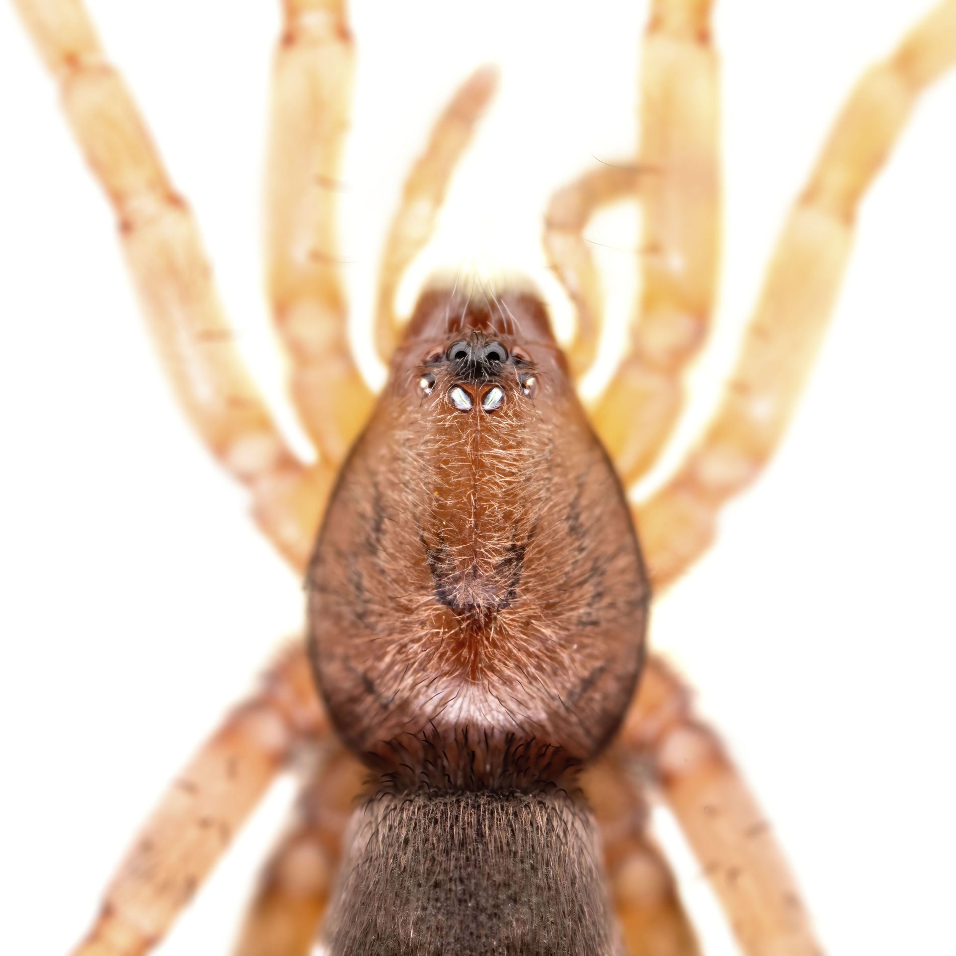 Gnaphosidae