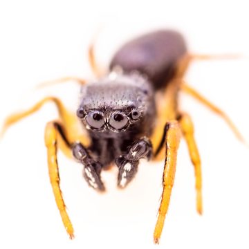 Heliophanus camtschadalicus