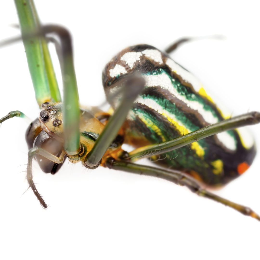 Leucauge