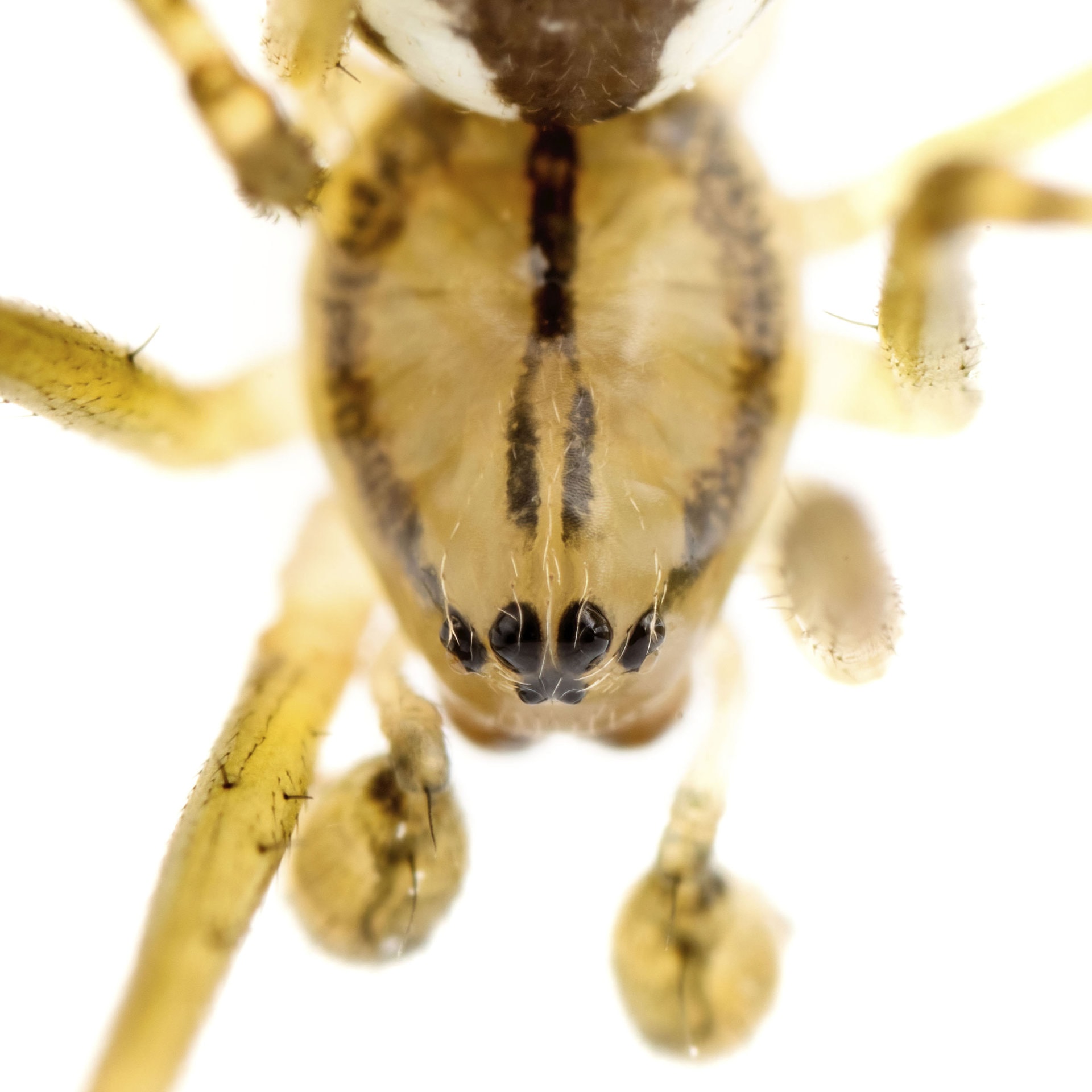 Linyphia triangularis