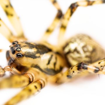 Metellina merianae