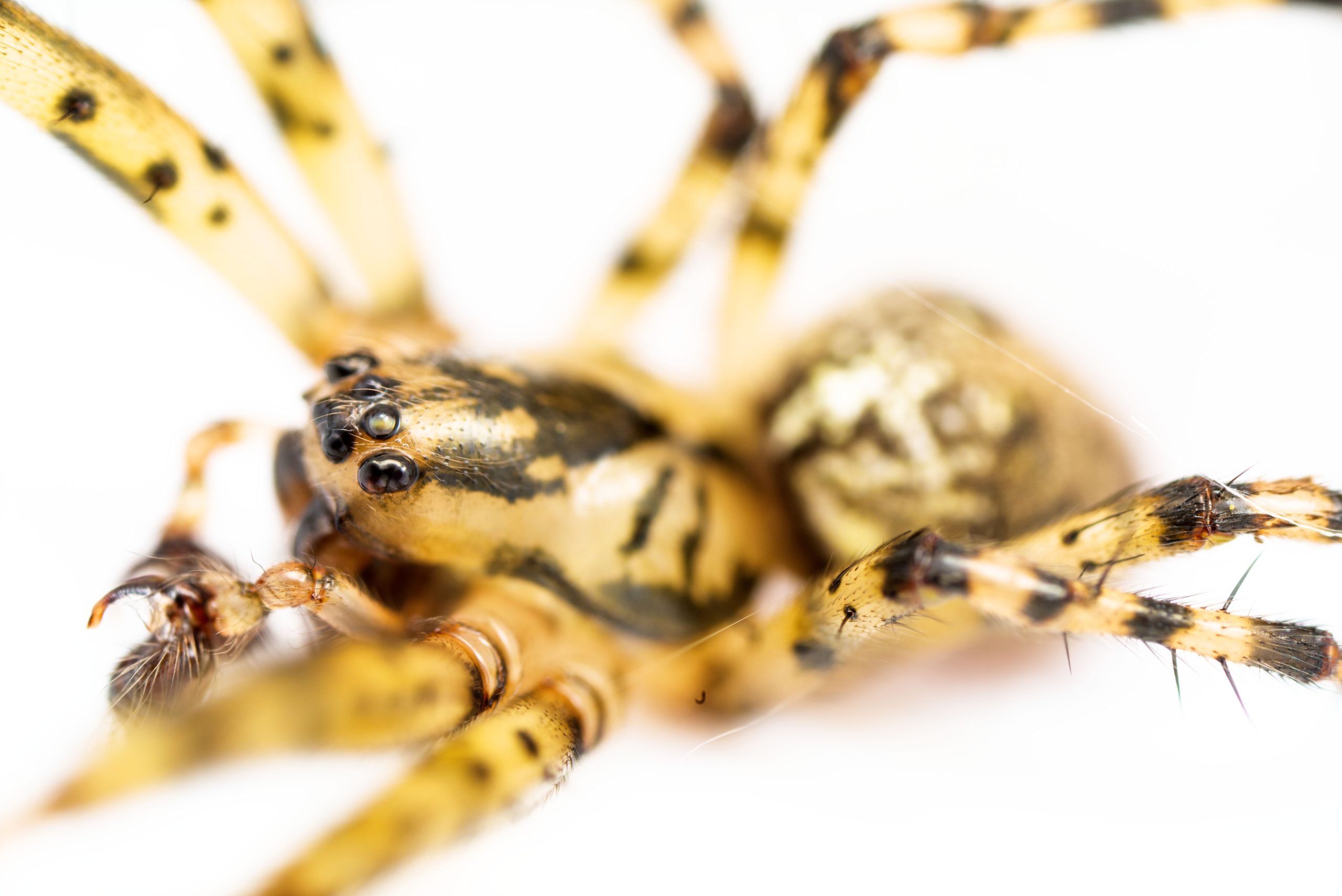Metellina merianae