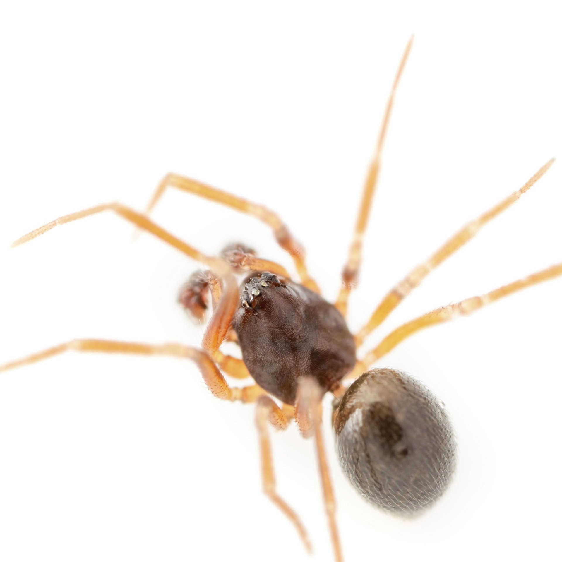 Micrargus herbigradus