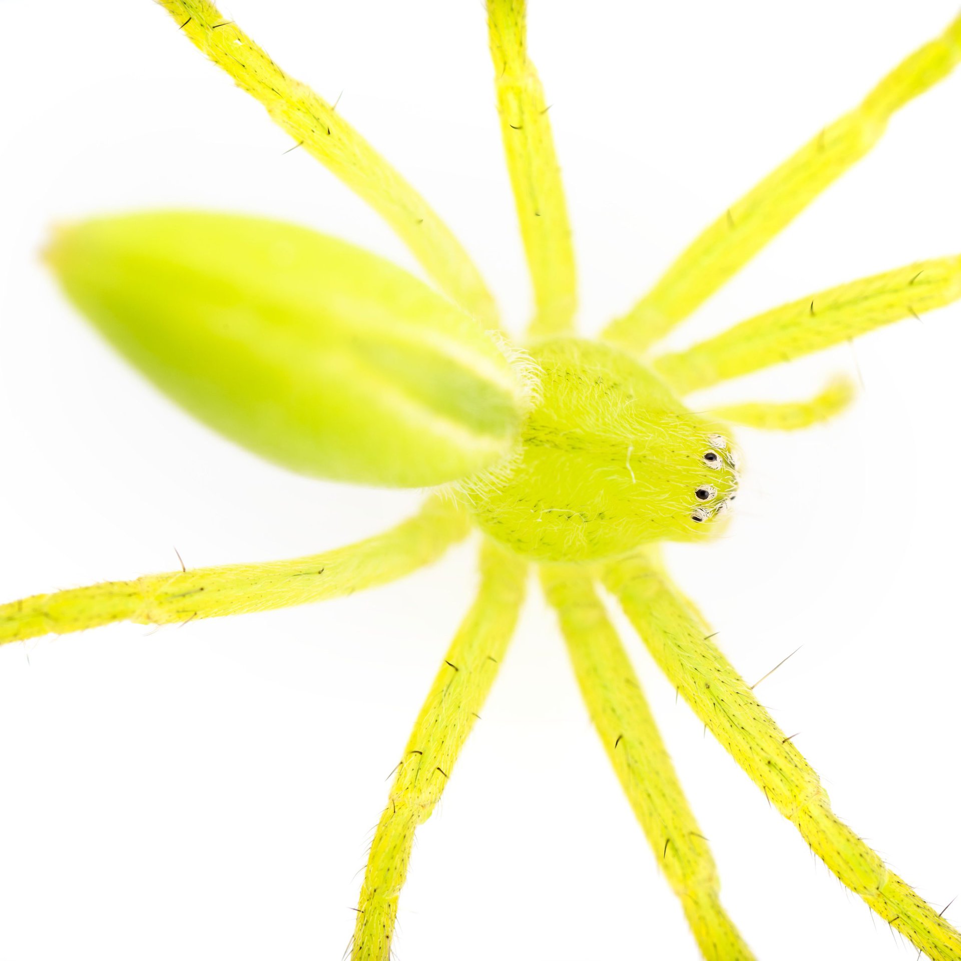 Micrommata virescens