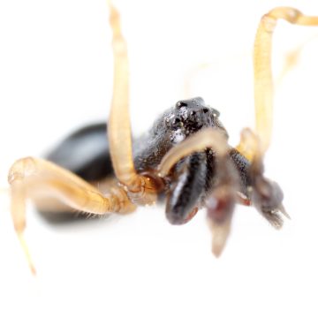 Pachygnatha degeeri