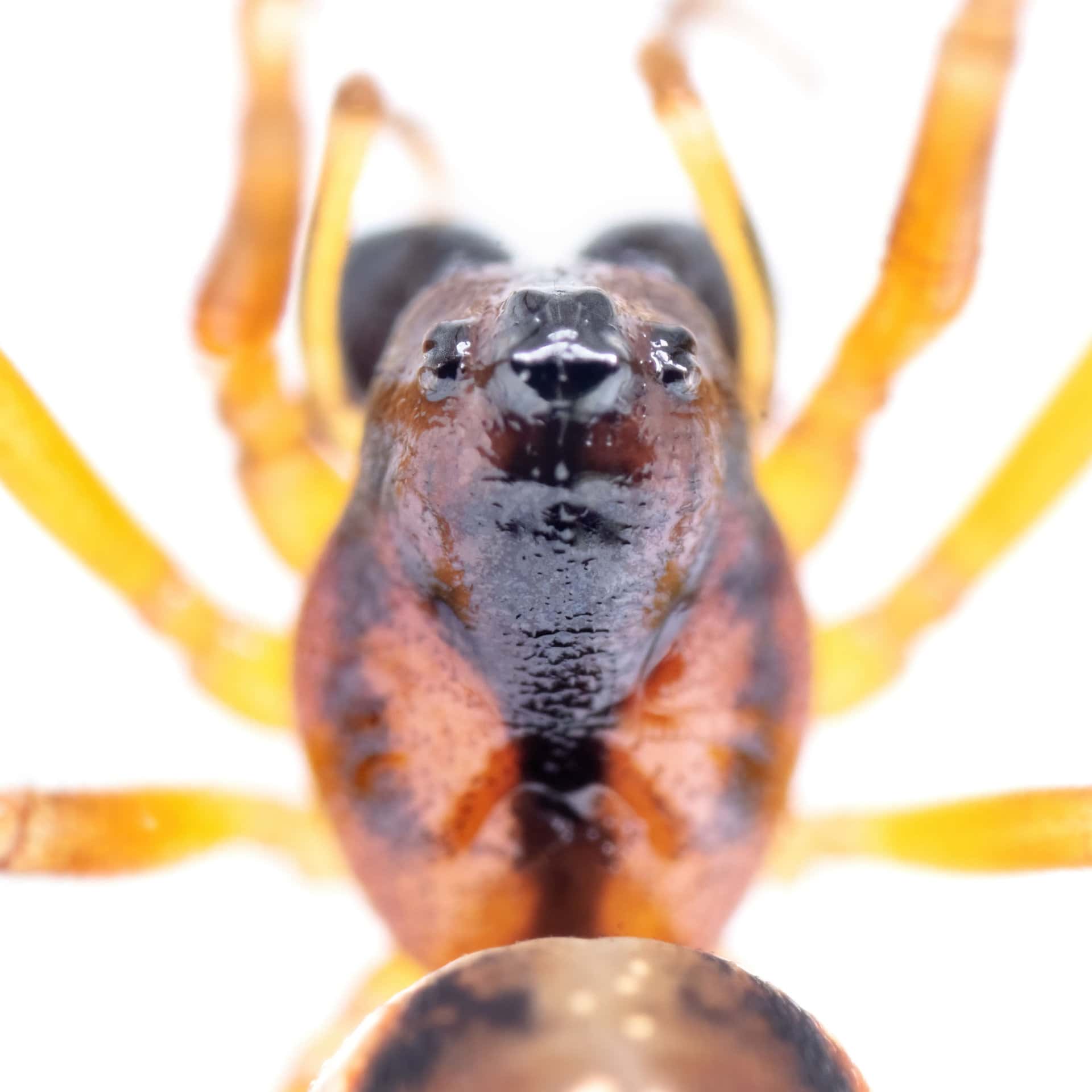 Pachygnatha listeri