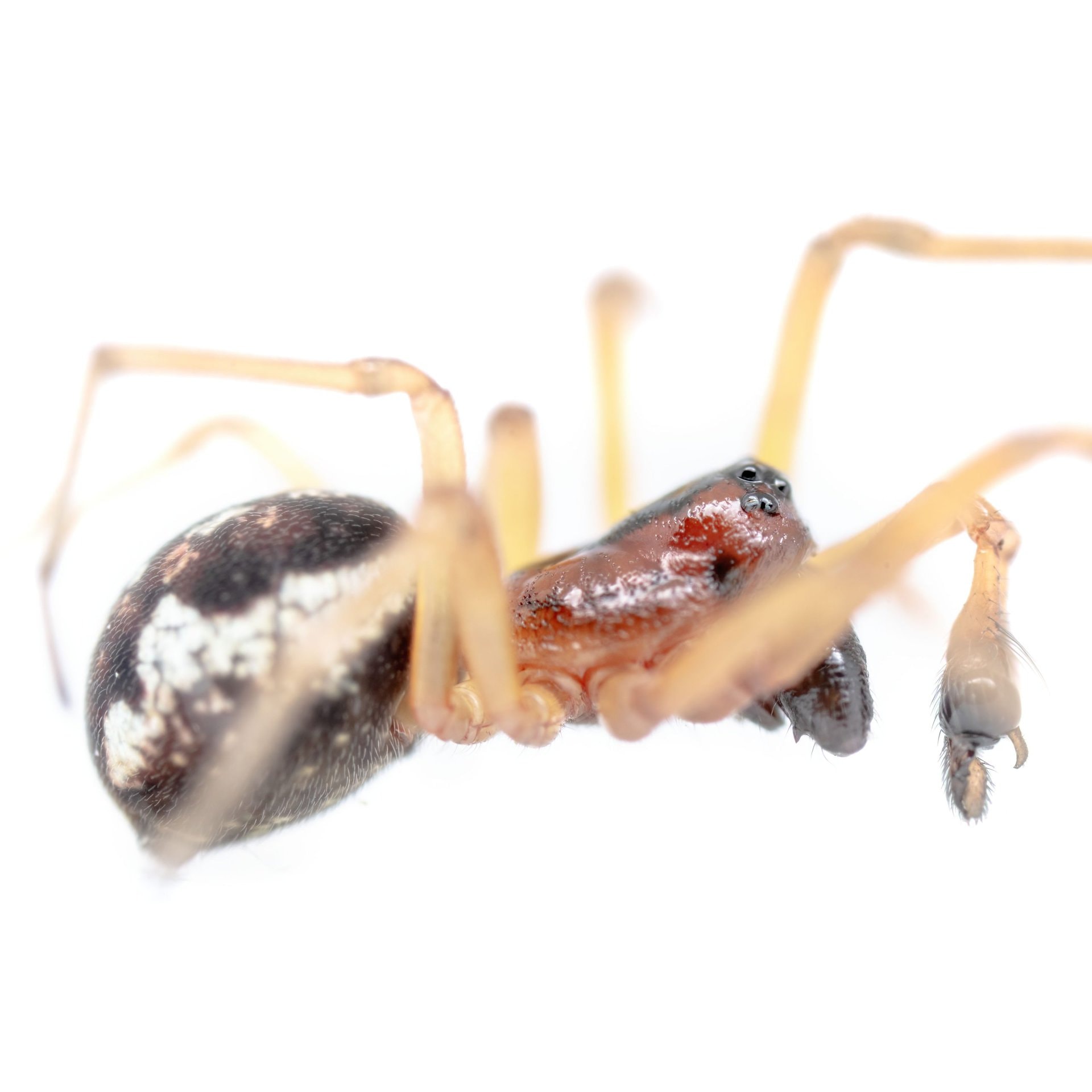 Pachygnatha listeri