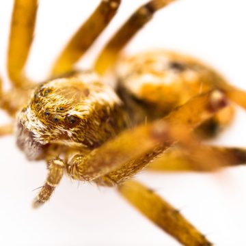 Philodromus cespitum