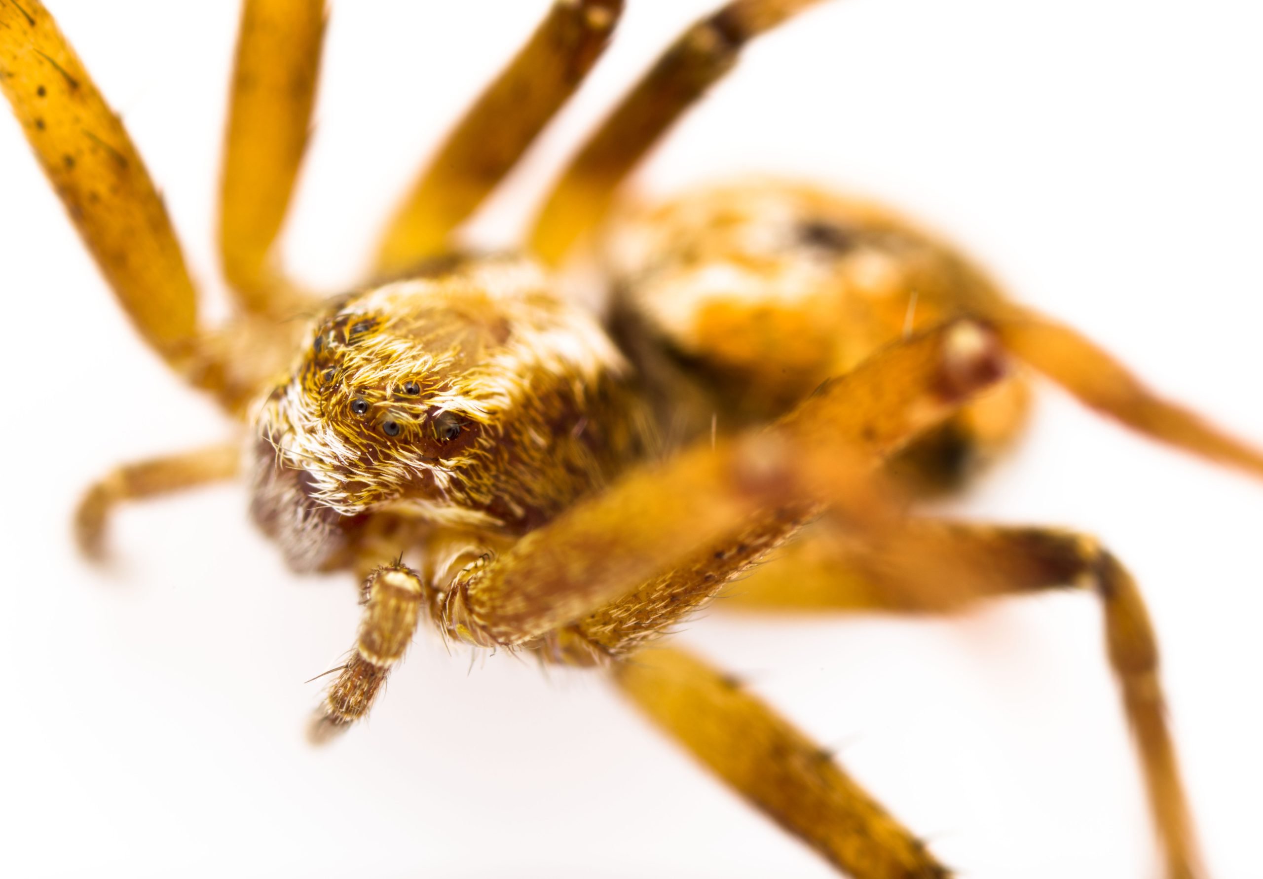 Philodromus cespitum