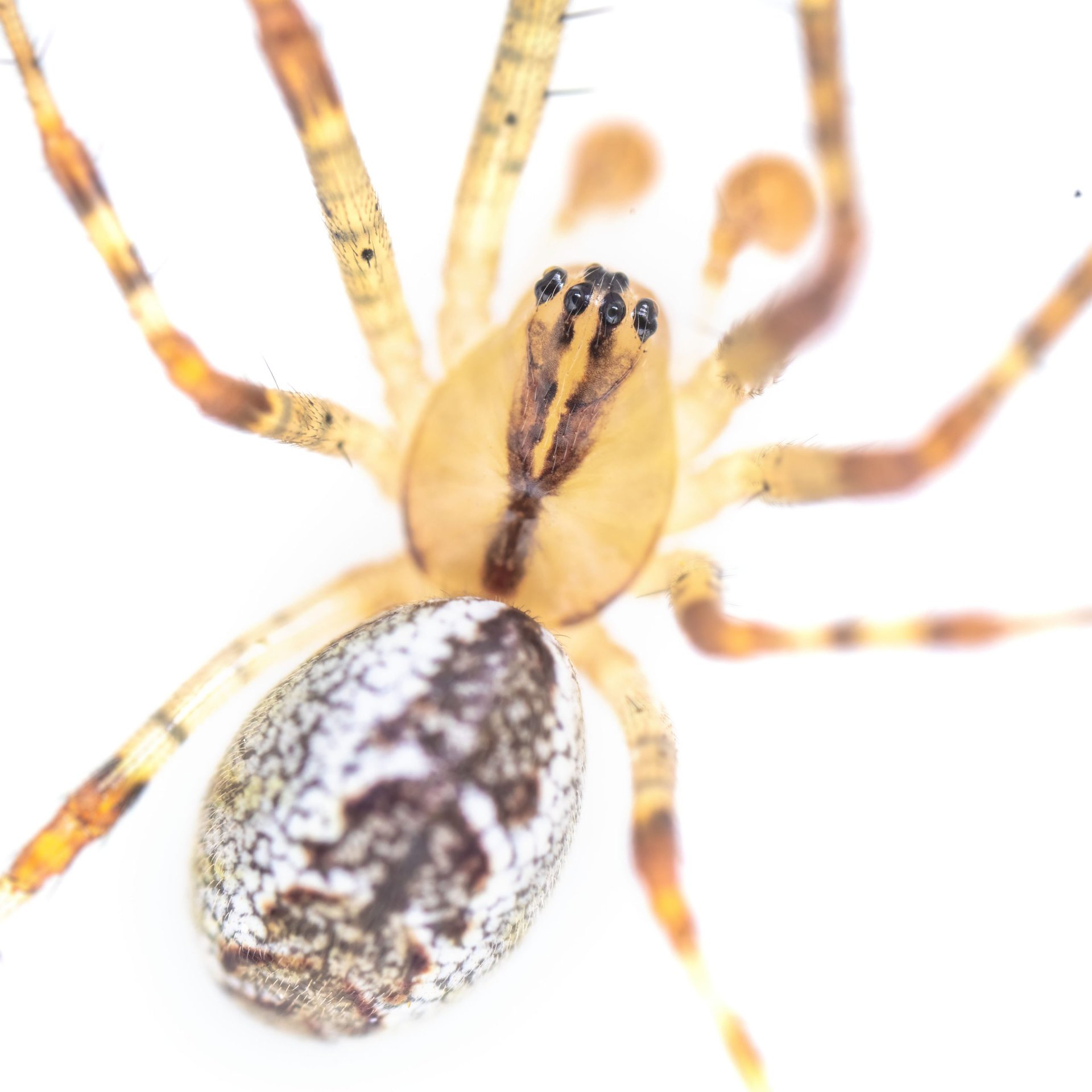 Pityohyphantes phrygianus