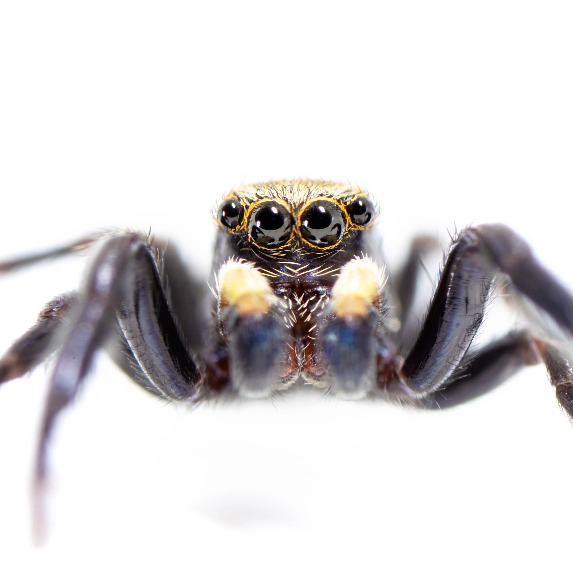 Pseudeuophrys erratica