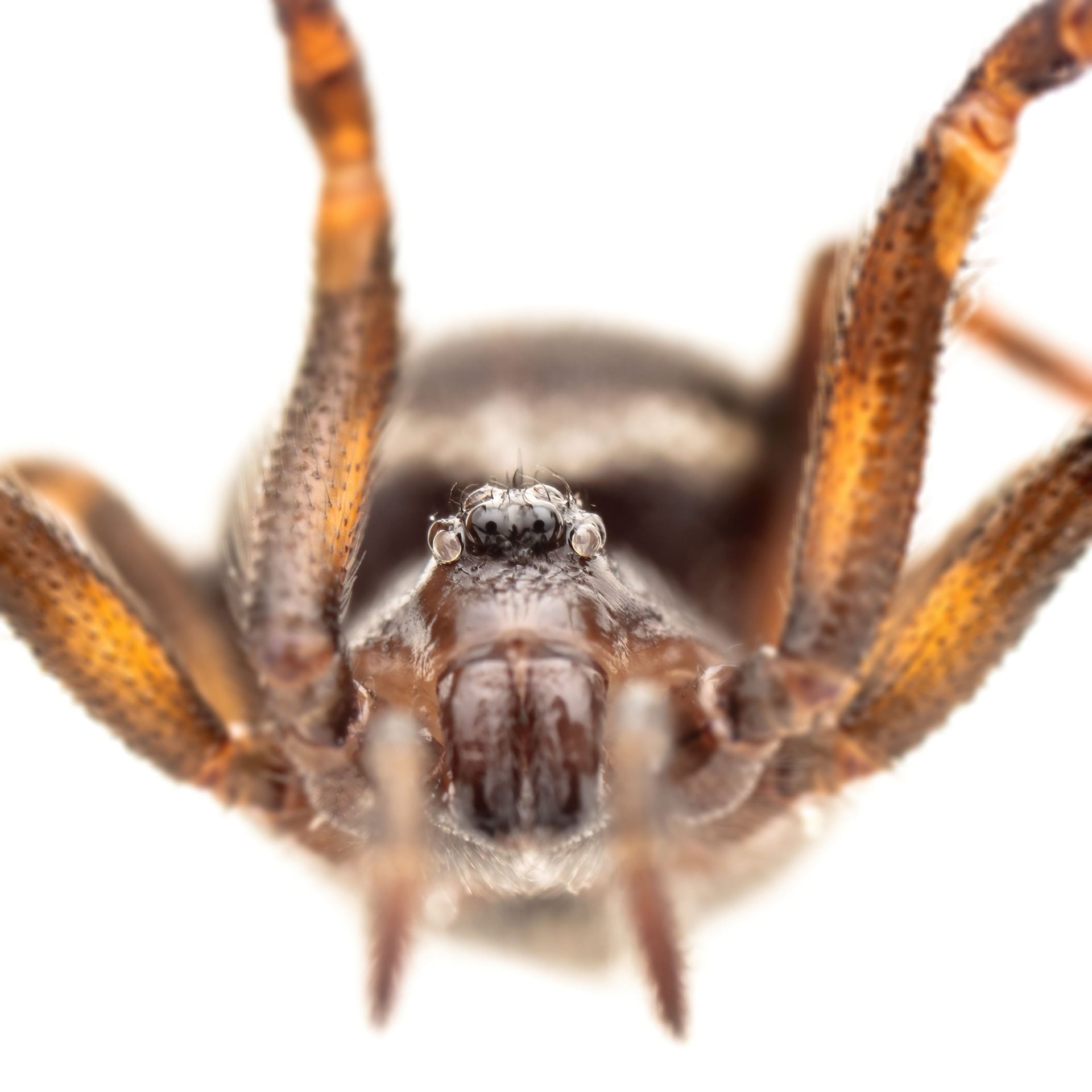 Steatoda bipunctata