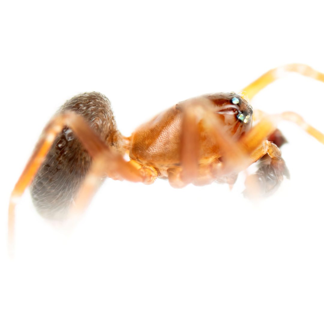 Tapinocyba insecta