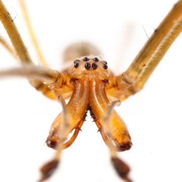 Tetragnatha