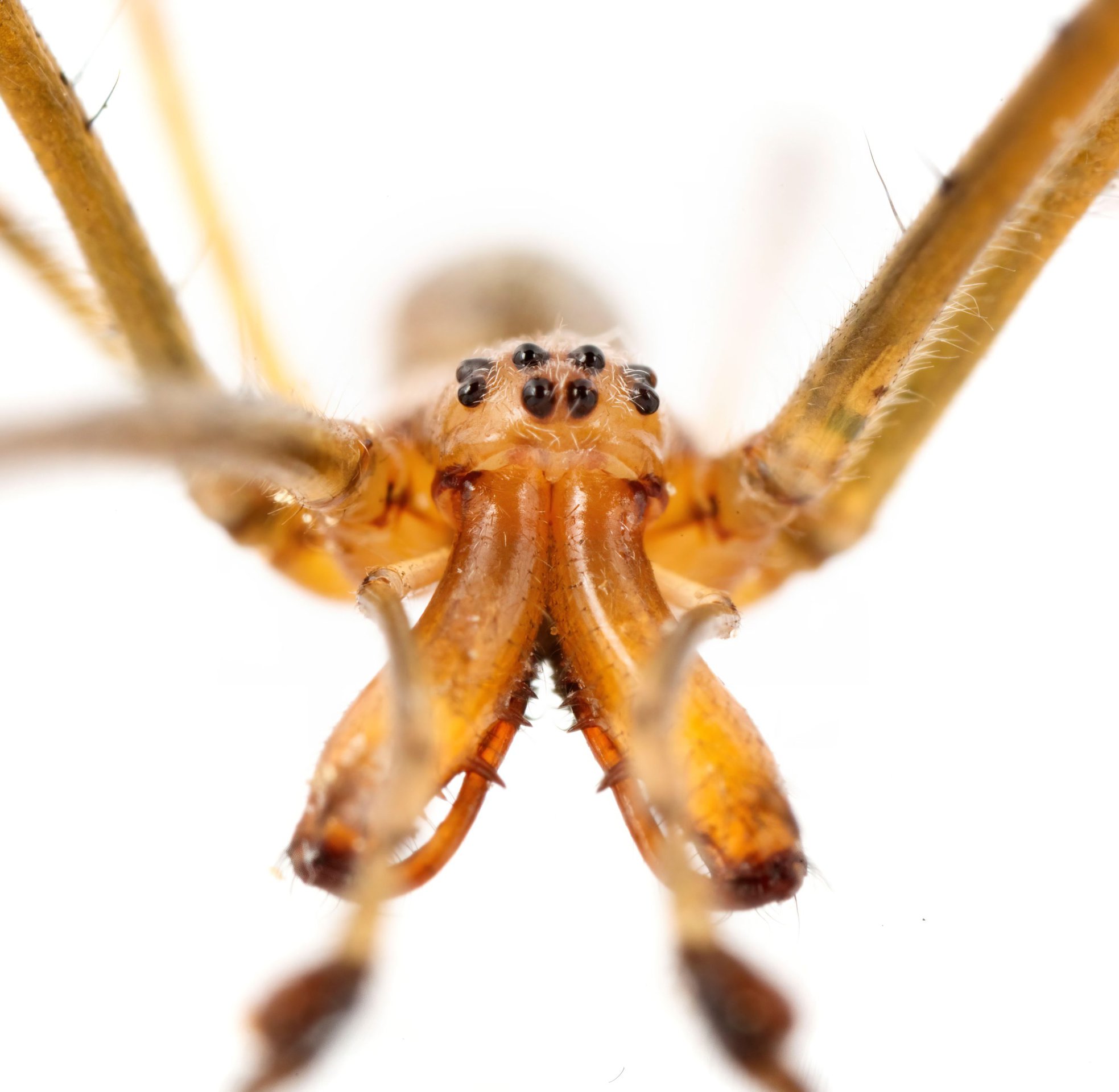 Tetragnatha
