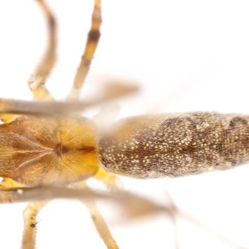 Tetragnatha