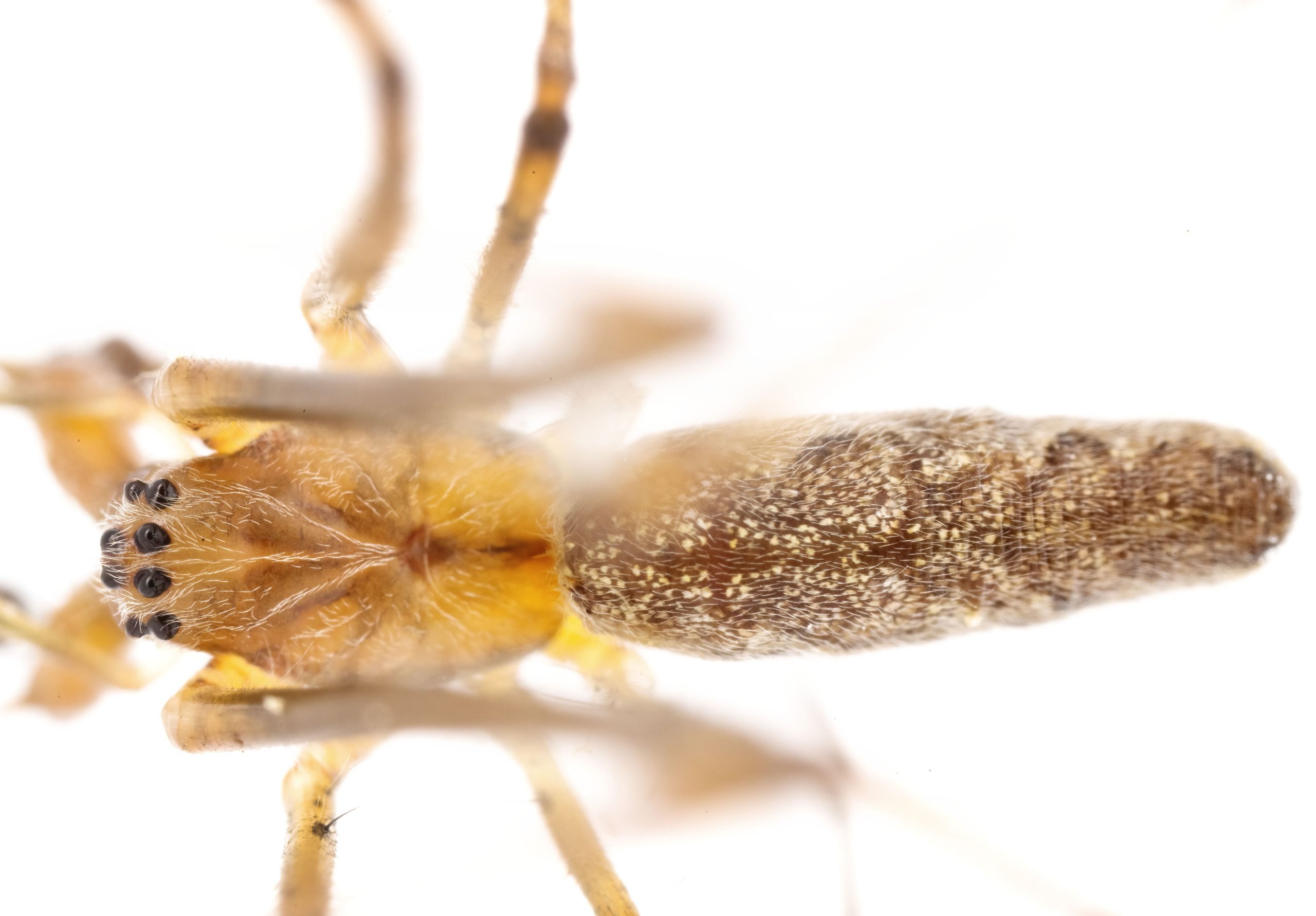 Tetragnatha
