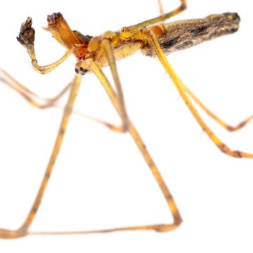 Tetragnatha dearmata