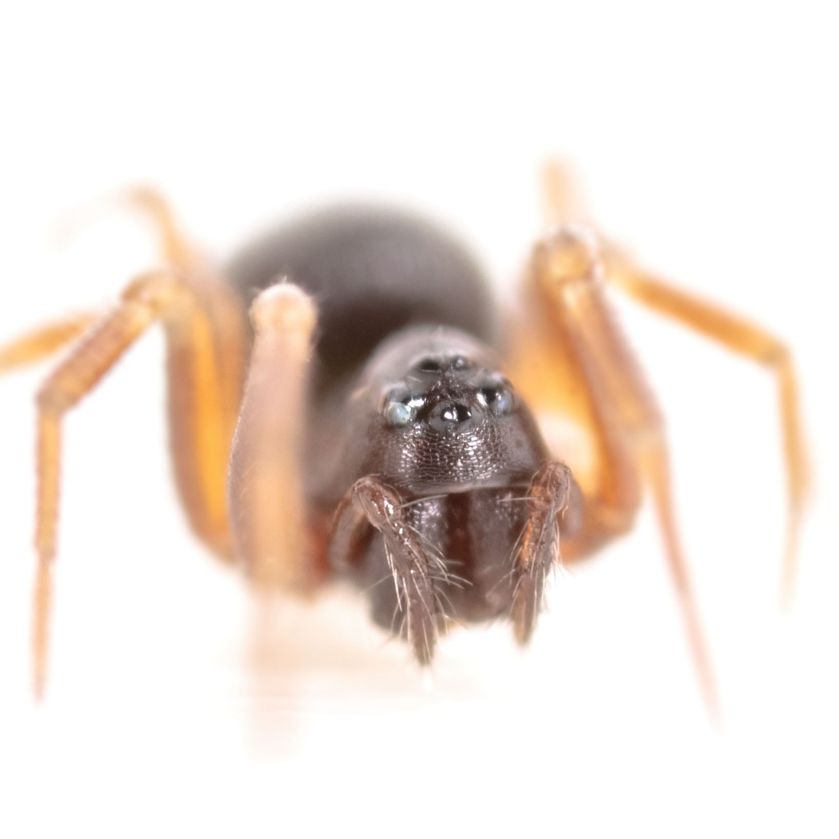 Troxochrus scabriculus